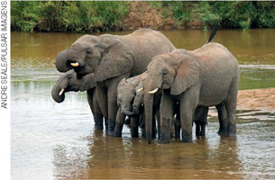 IMAGEM: família de quatro elefantes tomando banho em um lago. FIM DA IMAGEM.