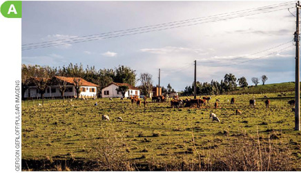 IMAGEM: dia de sol em um campo verde com arbustos e duas casas ao fundo. há galinhas, cavalos, árvores e postes de fios elétricos. FIM DA IMAGEM.