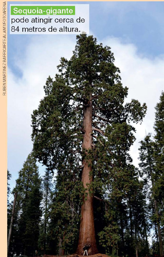 IMAGEM: uma árvore gigante em uma floresta, com uma pessoa em frente a seu tronco, demonstrando seu tamanho. FIM DA IMAGEM.