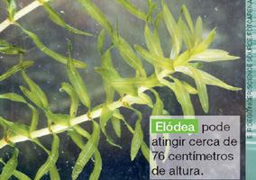 IMAGEM: no fundo do rio, há uma planta rasteira chamada elódea, que pode atingir cerca de setenta e seis centímetros de altura. FIM DA IMAGEM.