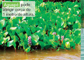 IMAGEM: planta aquática, chamada aguapé, que pode atingir cerca de 1 metro de altura. FIM DA IMAGEM.