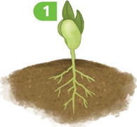 IMAGEM: crescimento do broto do feijão demonstrado em ilustração de quatro fases. na primeira fase, folhas saem do grão e raízes se formam na terra. FIM DA IMAGEM.