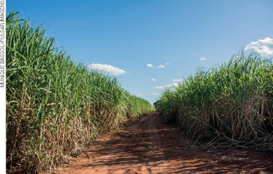 IMAGEM: plantação de cana-de-açúcar em um dia ensolarado. há um caminho aberto entre dois blocos de plantação. FIM DA IMAGEM.