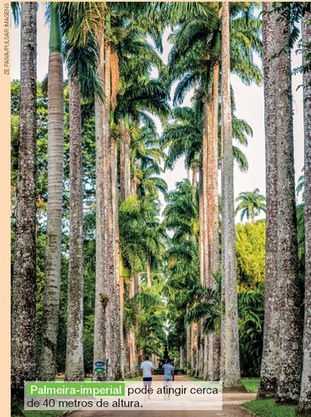 IMAGEM: duas pessoas passeiam em um parque, entre palmeiras-imperiais, árvores muito altas com folhagem apenas no topo. FIM DA IMAGEM.