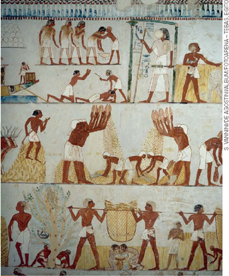 IMAGEM: reprodução de uma pintura egípcia mostra homens colhendo trigo e carregando os grãos em redes sustentadas por varas sobre seus ombros. FIM DA IMAGEM.