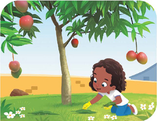 IMAGEM: uma menina coleta partes de plantas em um gramado. ela está perto de uma mangueira carregada de frutos. FIM DA IMAGEM.