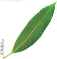 IMAGEM: detalhe da folha da mangueira em ilustração: uma folha alongada, com apenas uma ponta e um caule. FIM DA IMAGEM.