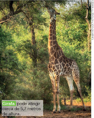 IMAGEM: uma girafa na floresta. ela come as folhas de um galho alto. FIM DA IMAGEM.