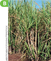 IMAGEM: cana-de-açúcar: caules finos e compridos, com formato cilíndrico. as folhas são longas e crescem a partir da extremidade superior da planta. FIM DA IMAGEM.