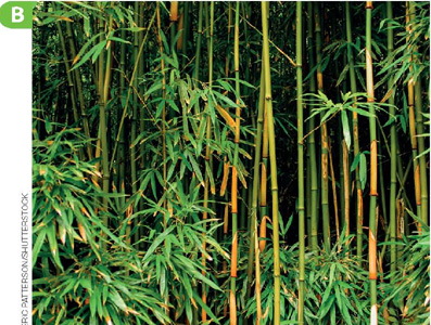 IMAGEM: um bambuzal: troncos altos, lisos e finos. os galhos crescem nas extremidades e as folhas são finas e pontudas. FIM DA IMAGEM.