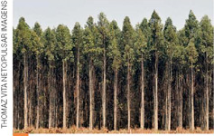 IMAGEM: fotografia de uma floresta de árvores similares, com troncos alongados e folhagem concentrada no topo. FIM DA IMAGEM.