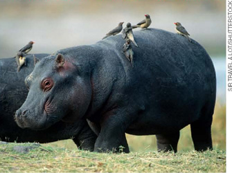 IMAGEM: hipopótamo com passarinhos em suas costas. FIM DA IMAGEM.