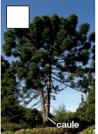 IMAGEM: fotografia de uma araucária, árvore com tronco reto e galhos com folhagem concentrada nas extremidades. uma seta indica que o tronco é o caule. FIM DA IMAGEM.