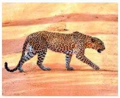 IMAGEM: Leopardo. Um felino de corpo magro, cauda e pernas longas, orelhas curtas e corpo com pintas. FIM DA IMAGEM.