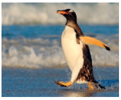 IMAGEM: Pinguim-gentoo. Ave com penas curtas e nadadeiras no lugar das asas. FIM DA IMAGEM.