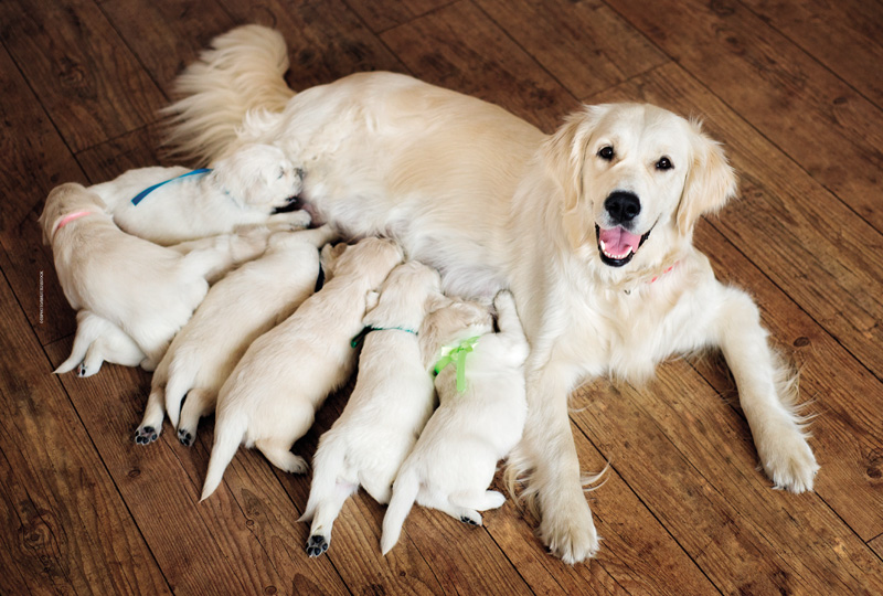 IMAGEM: uma cachorra amamenta sete filhotes. FIM DA IMAGEM.