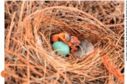 IMAGEM: um filhote de pássaro está ao lado de um ovo em um ninho. o filhote é pequeno, não tem penas, seu bico e seus olhos são grandes em relação ao resto corpo. FIM DA IMAGEM.