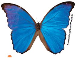 IMAGEM: uma borboleta com asas azuis. FIM DA IMAGEM.