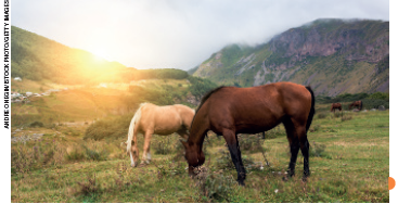 IMAGEM: dois cavalos se alimentam de grama em um vasto campo. FIM DA IMAGEM.
