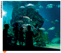 IMAGEM: crianças observam um aquário gigante com diversos peixes e corais. FIM DA IMAGEM.