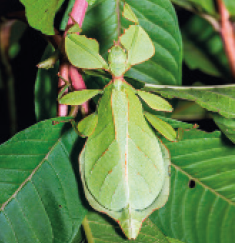 IMAGEM: fotografia de um inseto camuflado entre folhas. seu corpo tem textura, cor e formato iguais às folhas de seu ambiente. ele também possui duas patas dianteiras e quatro na parte central do corpo, duas de cada lado. FIM DA IMAGEM.