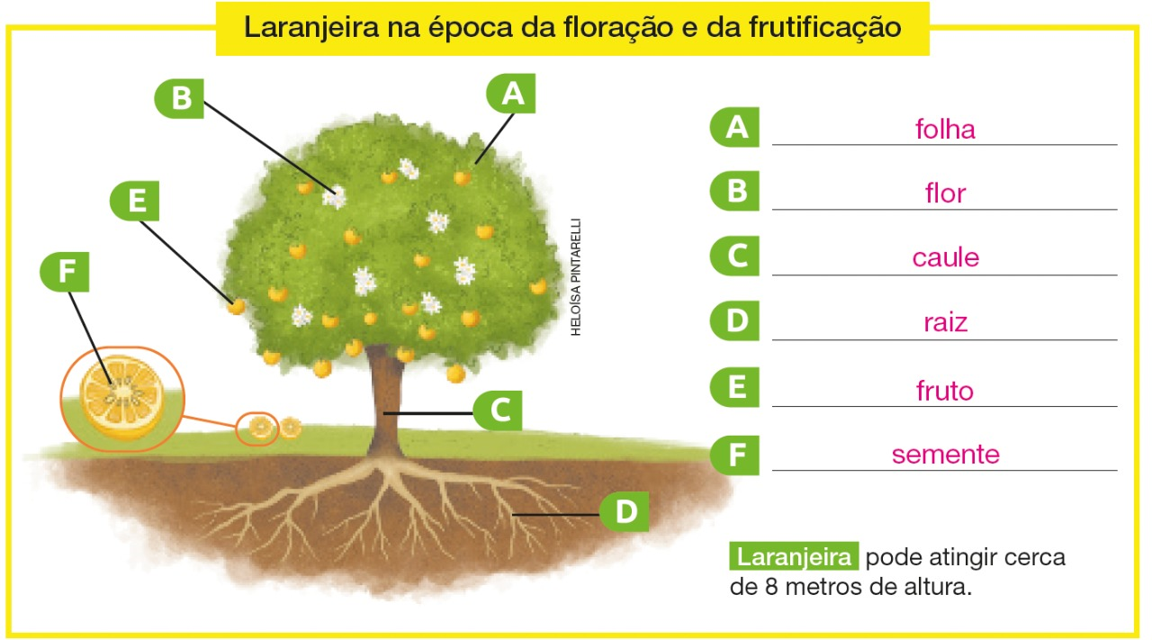IMAGEM: a: folha. b: flor. c: caule. d: raiz. e: fruto. f: semente. FIM DA IMAGEM.