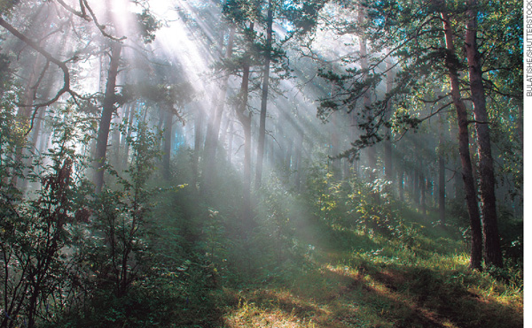 IMAGEM: raios solares atravessando os galhos e folhas das árvores de uma floresta. FIM DA IMAGEM.