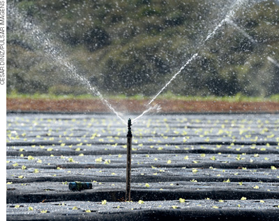 IMAGEM: um irrigador fixado ao chão, esguichando água sobre uma plantação. FIM DA IMAGEM.