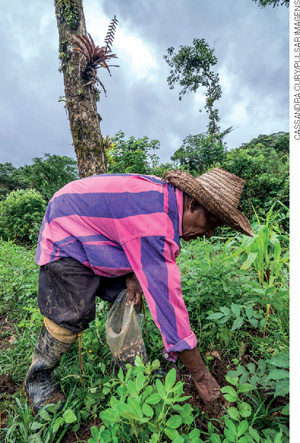 IMAGEM: um homem indígena da etnia guarani planta milho em uma mata. ele veste camisa de mangas longas, chapéu, calças e botas. o ambiente apresenta vegetação abundante. FIM DA IMAGEM.