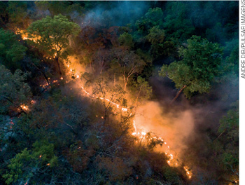 IMAGEM: um incêndio se espalhando por uma floresta. FIM DA IMAGEM.