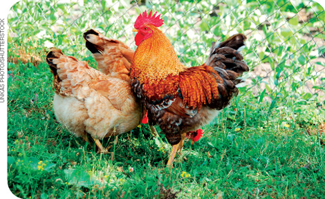IMAGEM: um galo e duas galinhas ciscam em um gramado. FIM DA IMAGEM.