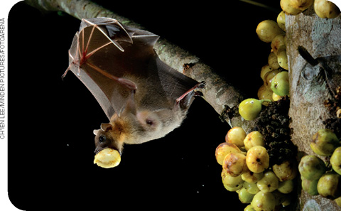 IMAGEM: um morcego se alimenta dos frutos de uma árvore. FIM DA IMAGEM.