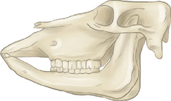 IMAGEM: crânio de vaca. os dentes do animal são retos e encontram-se no meio da arcada. FIM DA IMAGEM.