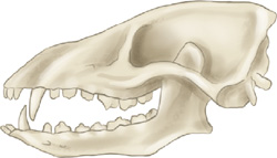 IMAGEM: crânio de um coiote. os dentes do animal são pontiagudos e estão distribuídos por toda a arcada. ele possui caninos afiados na parte frontal. FIM DA IMAGEM.