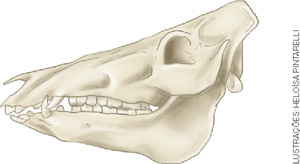 IMAGEM: crânio de um javali. ele possui dentes pontiagudos e caninos compridos na parte da frente. no meio da arcada, os dentes são retos. FIM DA IMAGEM.