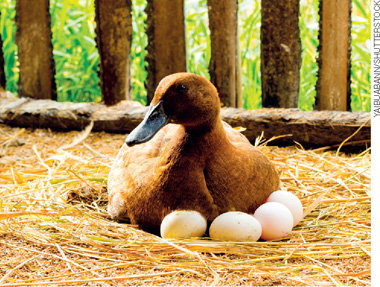 IMAGEM: uma pata deitada em um ninho, aquecendo quatro ovos. FIM DA IMAGEM.