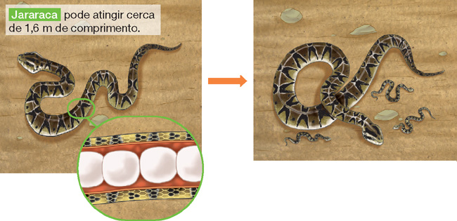 IMAGEM: esquema dividido em duas fases. a primeira mostra uma cobra prenhe com quatro ovos em seu interior. a segunda, ilustra a cobra com os filhotes que acabaram de sair dos ovos. FIM DA IMAGEM.
