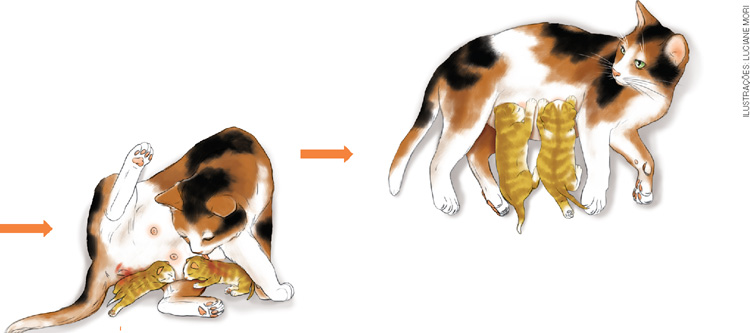 IMAGEM: esquema de duas imagens, na primeira, a gata está dando à luz aos filhotes e os limpando com a língua. e na segunda, a gata está amamentando seus filhotes. FIM DA IMAGEM.