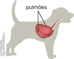 IMAGEM: silhueta de um cachorro, com seu pulmão em destaque. FIM DA IMAGEM.