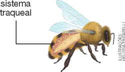IMAGEM: uma abelha, com seu sistema traqueal em destaque. FIM DA IMAGEM.