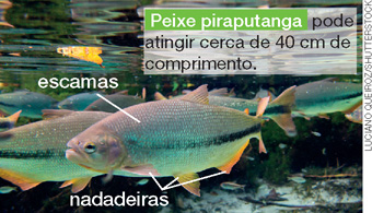 IMAGEM: um peixe piraputanga nada em um rio. setas indicam suas escamas e suas nadadeiras. FIM DA IMAGEM.