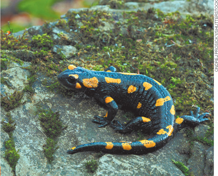 IMAGEM: uma salamandra-de-fogo anda sobre uma pedra. FIM DA IMAGEM.
