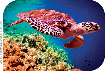 IMAGEM: uma tartaruga-de-pente nada próxima a uma concentração de corais. FIM DA IMAGEM.