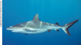 IMAGEM: um tubarão-cinzento-do-recife nada no mar. FIM DA IMAGEM.
