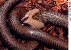 IMAGEM: uma serpente muçurana se alimentando de um rato. FIM DA IMAGEM.