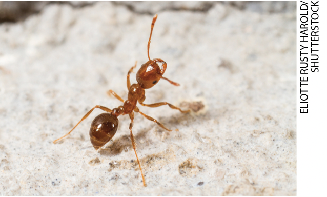 IMAGEM: uma formiga. o inseto possui seis pernas. FIM DA IMAGEM.