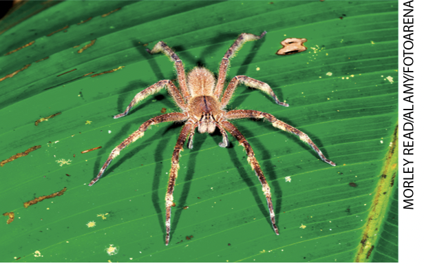 IMAGEM: uma aranha. o inseto possui oito pernas. FIM DA IMAGEM.