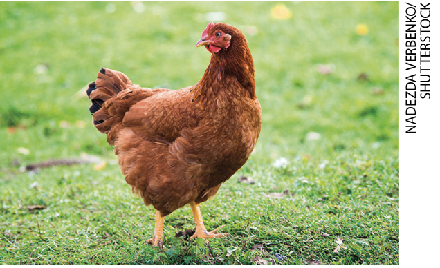 IMAGEM: uma galinha. a ave possui duas pernas. FIM DA IMAGEM.