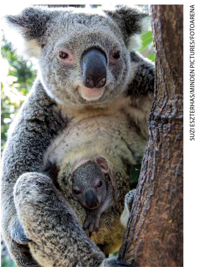 IMAGEM: coala fêmea sobre o tronco de uma árvore. em uma bolsa localizada em sua barriga, chamada de marsúpio, há um filhote. FIM DA IMAGEM.