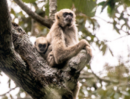 IMAGEM: Uma macaca da espécie Muriqui e seu filhote. FIM DA IMAGEM.